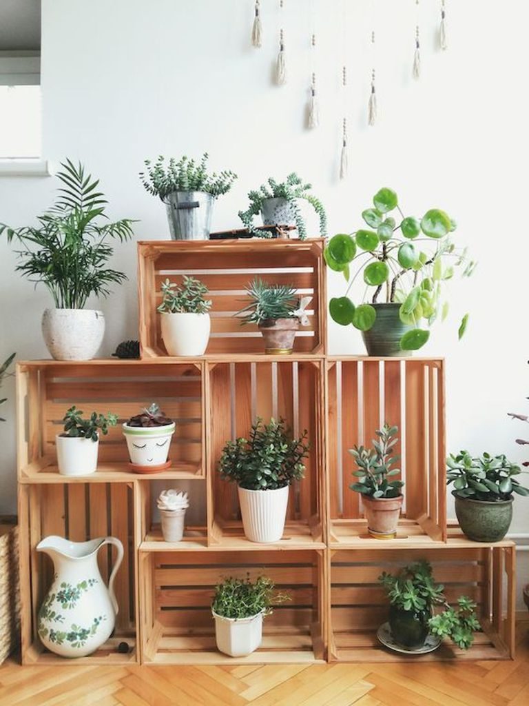dicas de como decorar a casa com as plantas