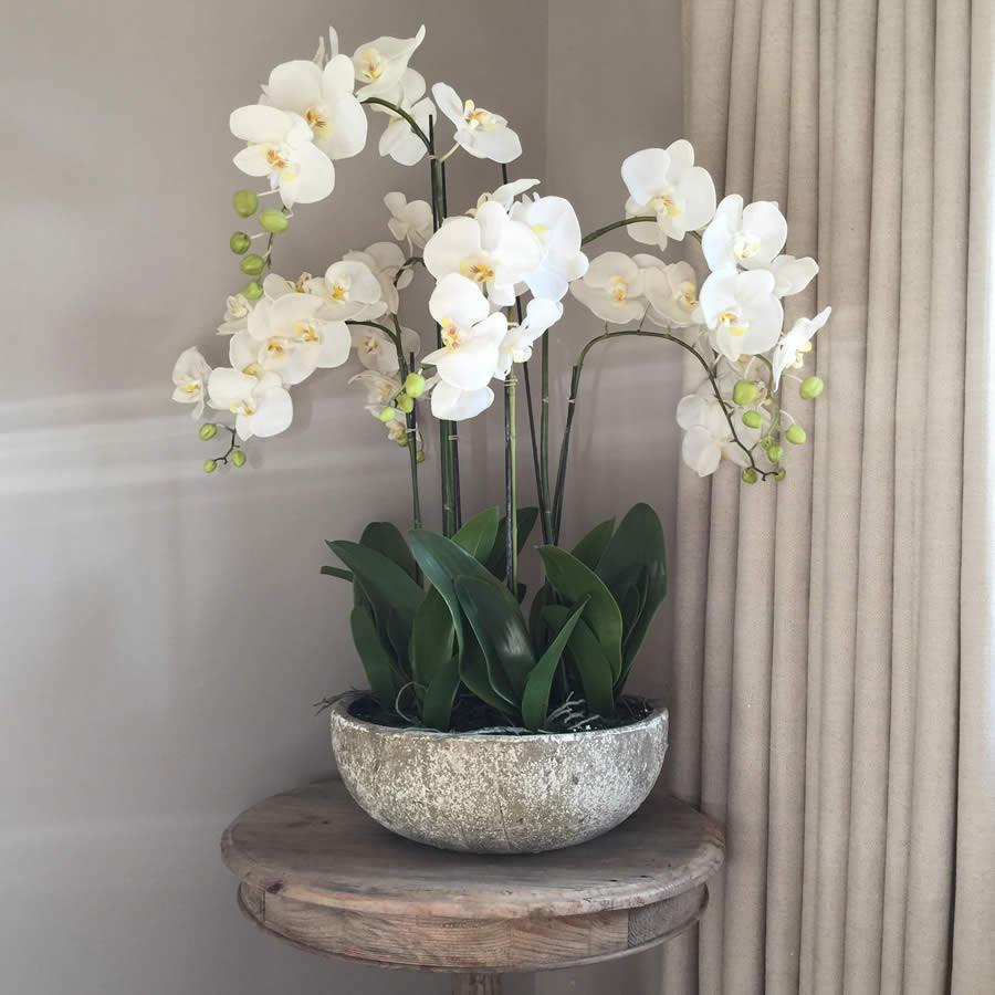 orquídea ótima planta para usar na decoração da sua casa