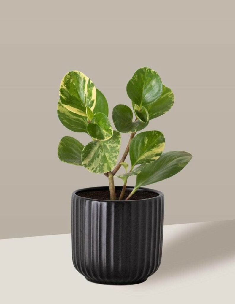 Vaso de planta pequeno decorativo da amazon